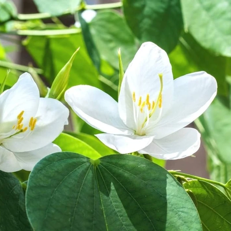 শ্বেতকাঞ্চন