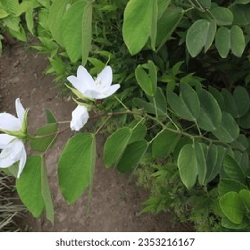 শ্বেতকাঞ্চন - Image 3
