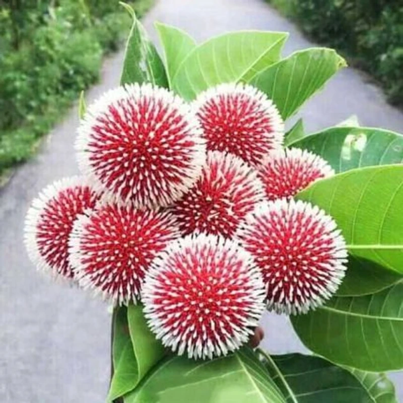 কদম/ burflower tree