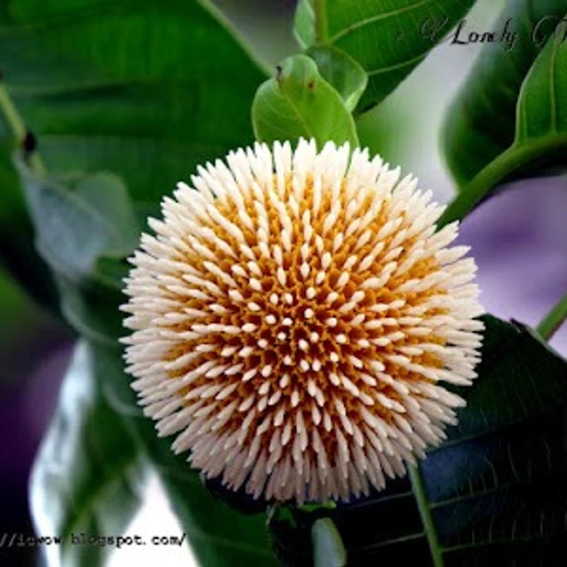 কদম/ burflower tree