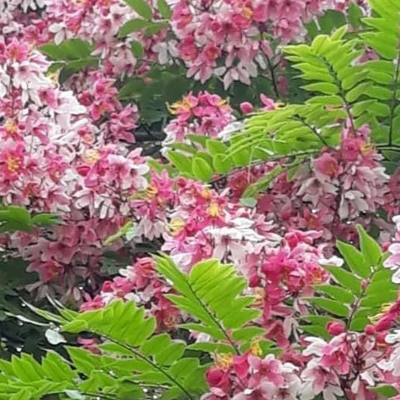 ক্যাসিয়া জাভানিকা