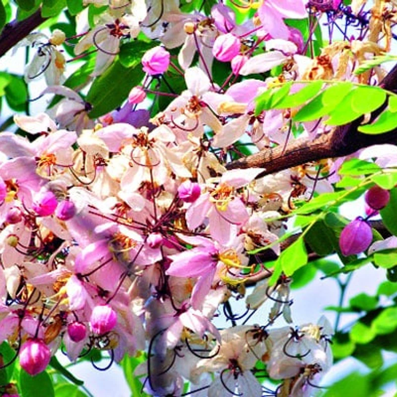 ক্যাসিয়া জাভানিকা