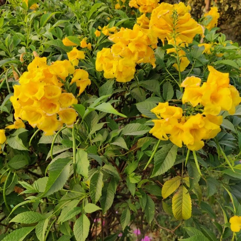 টিকোমা (চন্দ্রপ্রভা)
