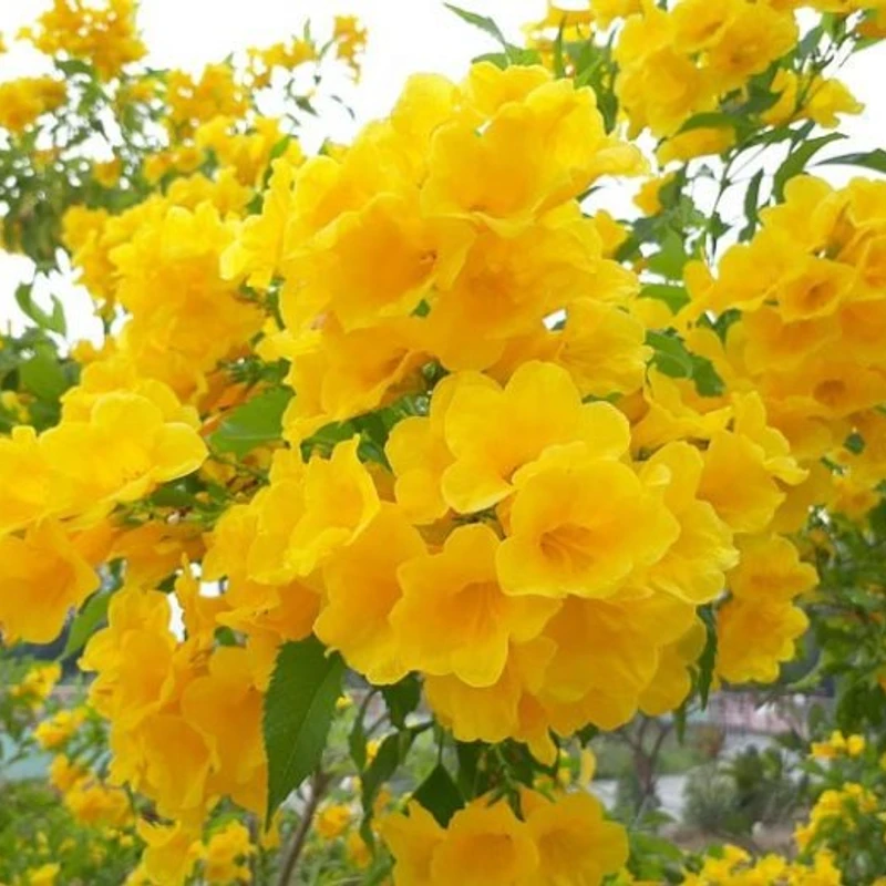 টিকোমা (চন্দ্রপ্রভা)