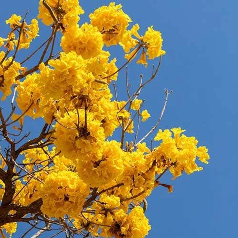 হলুদ ট্যাবেবুইয়া