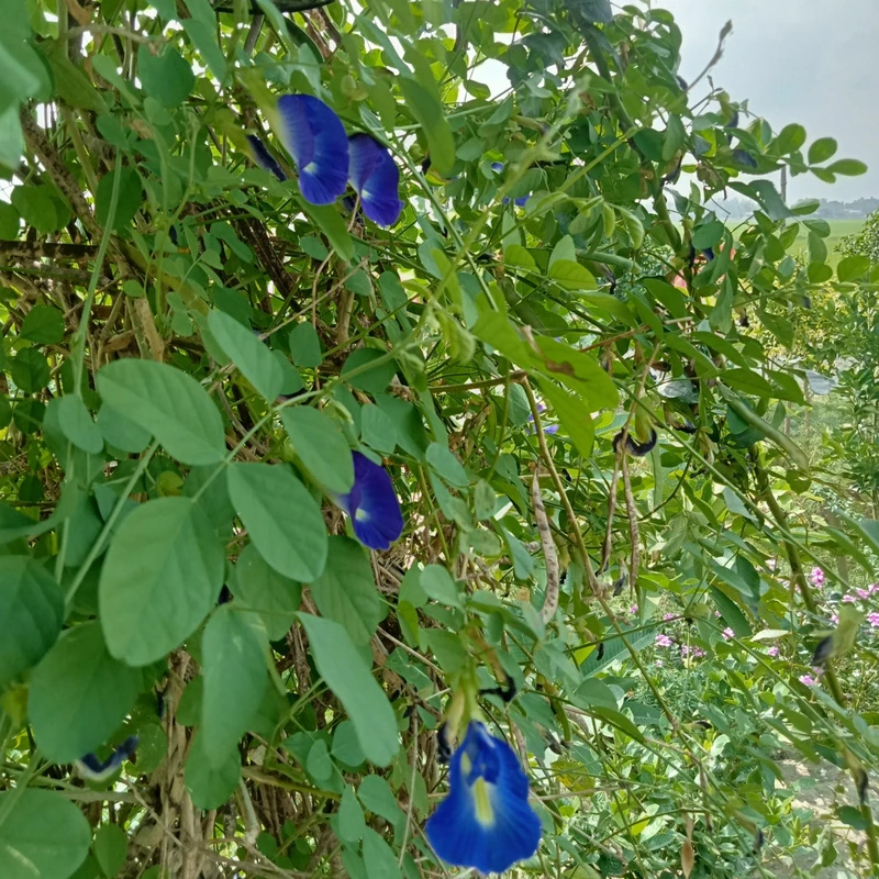 অপরাজিতা