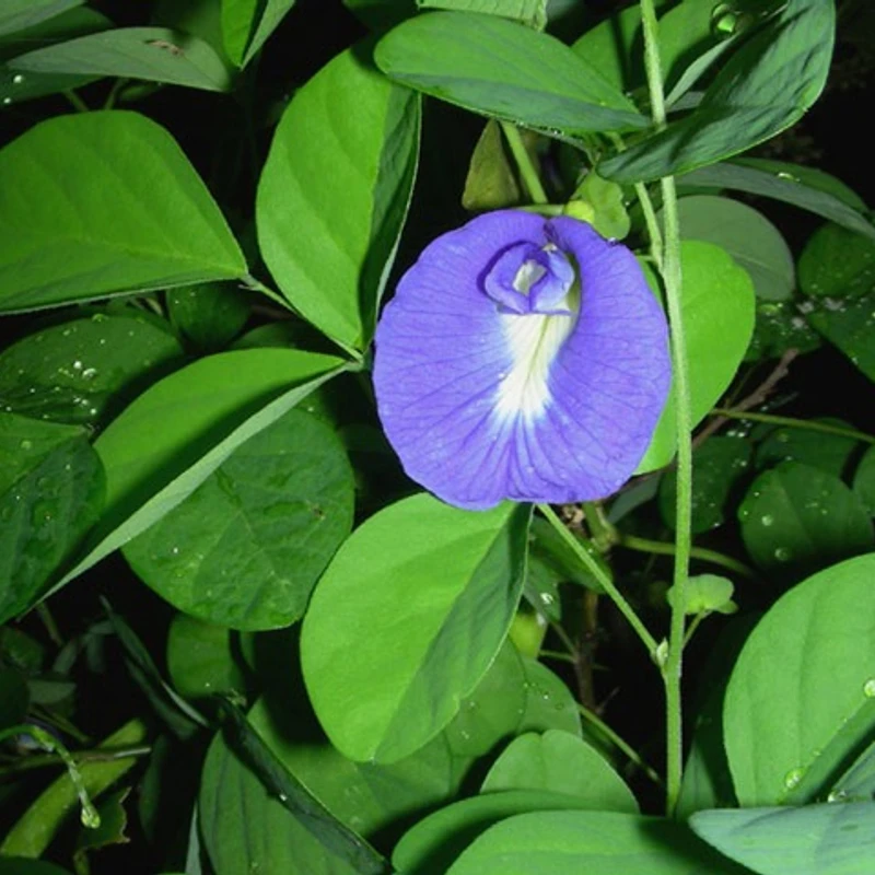অপরাজিতা - Image 3