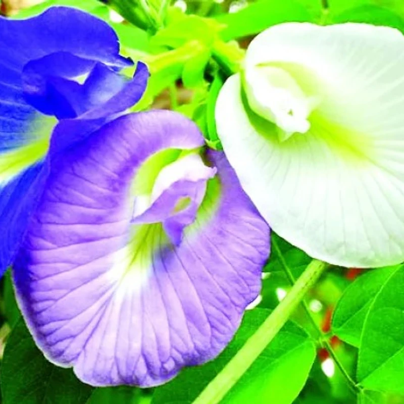 অপরাজিতা