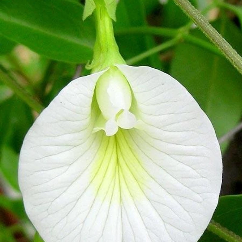 অপরাজিতা - Image 5