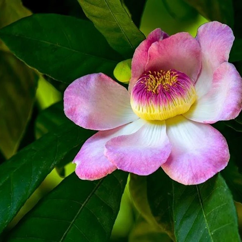 গুস্তাভিয়া - Image 3