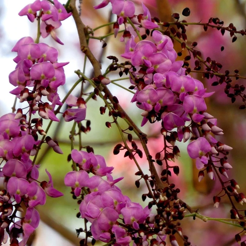 মনিমালা (মিলিশিয়া)