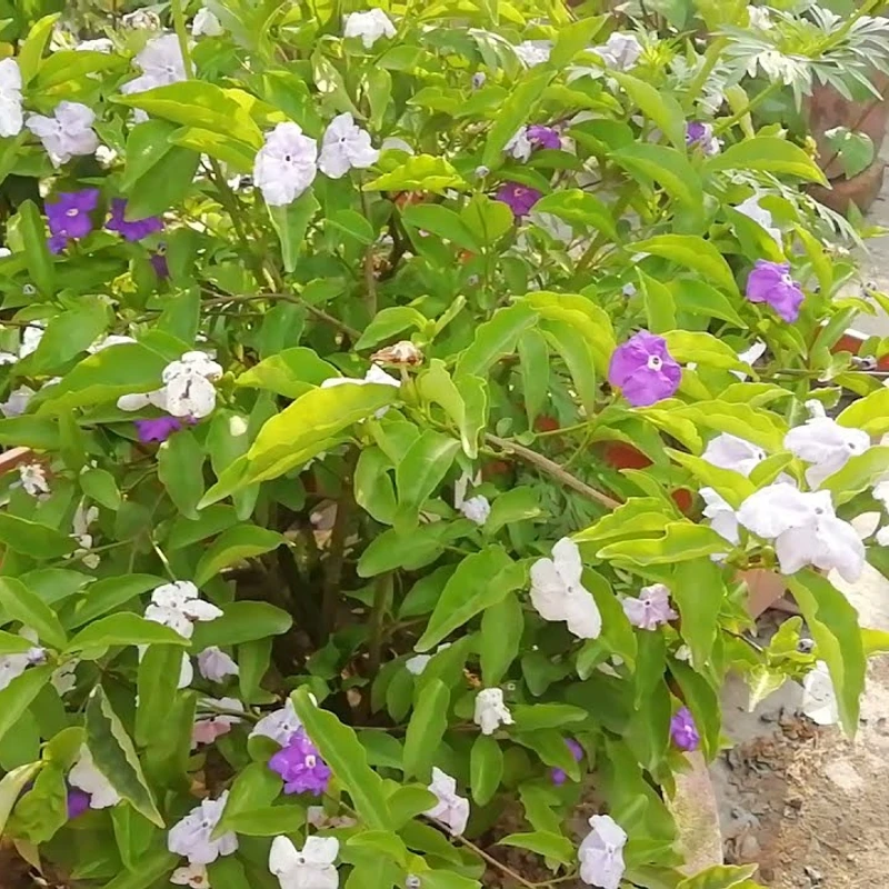 বিচিত্রা/ব্রুনফেলসিয়া