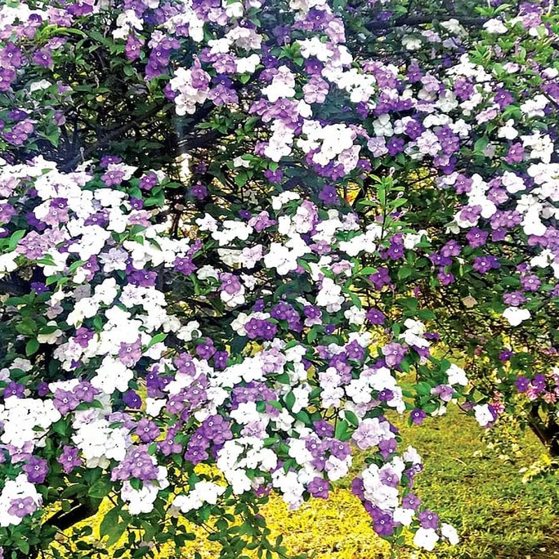বিচিত্রা/ব্রুনফেলসিয়া