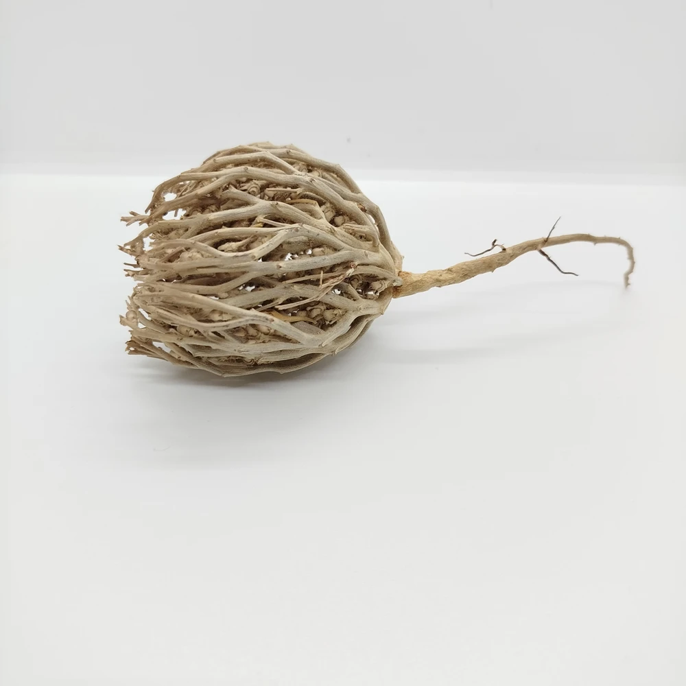 Marium Flower (Rose of Jericho) - Image 3