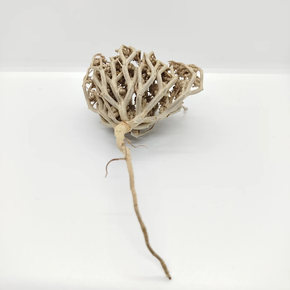 Marium Flower (Rose of Jericho) - Image 4